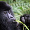 Fascinating Facts About Bwindi Gorillas