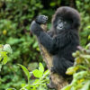 How to Plan a Gorilla Safari independently