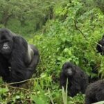 gorilla family bwindi