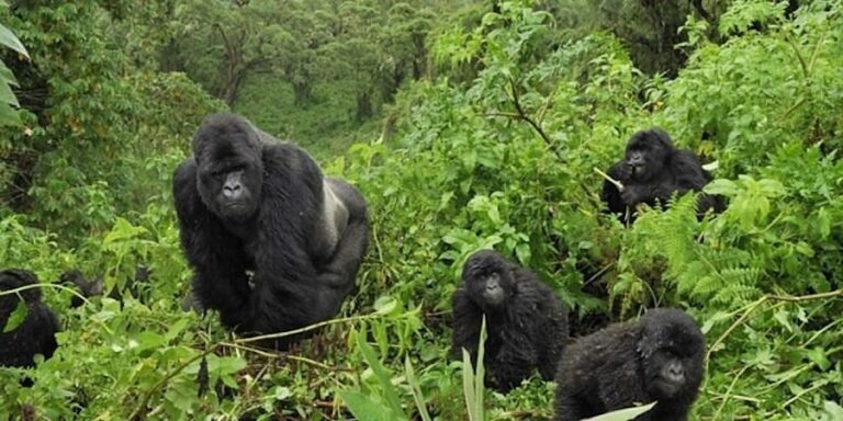 gorilla family bwindi