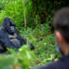 Is Gorilla Trekking Safe?